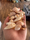 Seashell Hair Clips