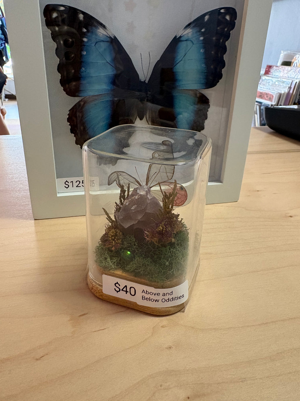 Pink Winged Moth Terrarium