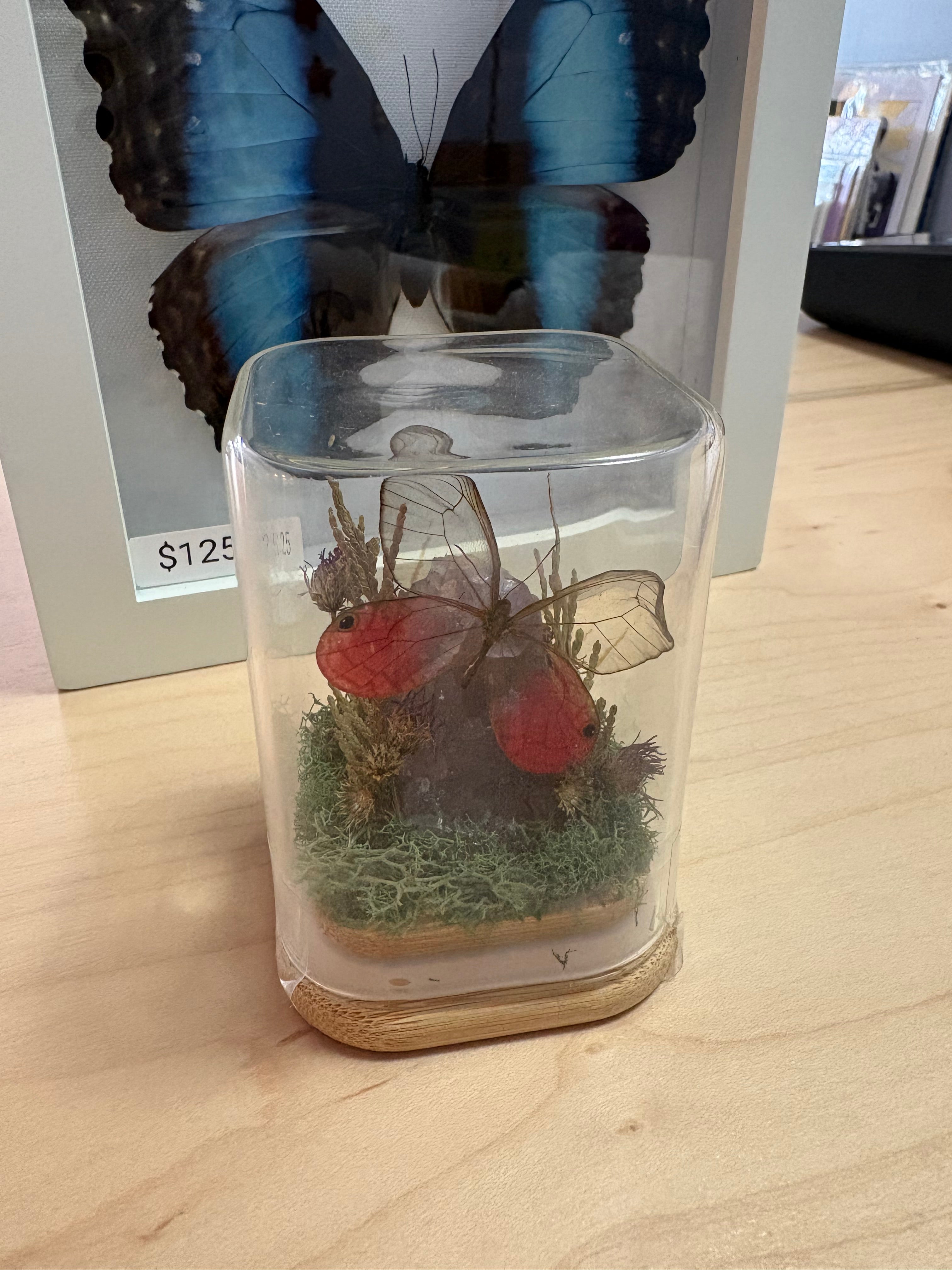Pink Winged Moth Terrarium