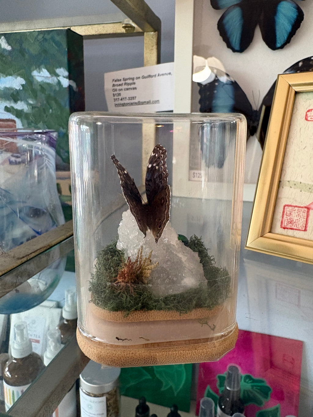 Beetle & Moth Terrarium