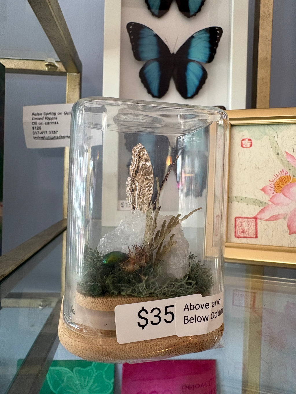 Beetle & Moth Terrarium